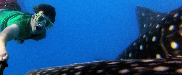 Акулы на Себу, Филиппины