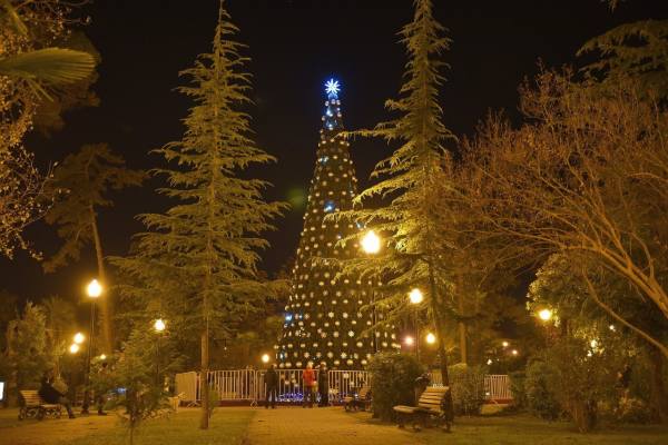 новогодняя елка в зимней Абхазии