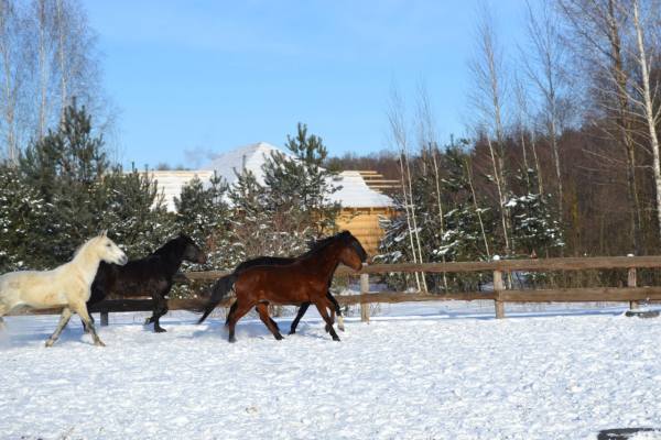 катание на лошадях для детей в Белгороде зимой