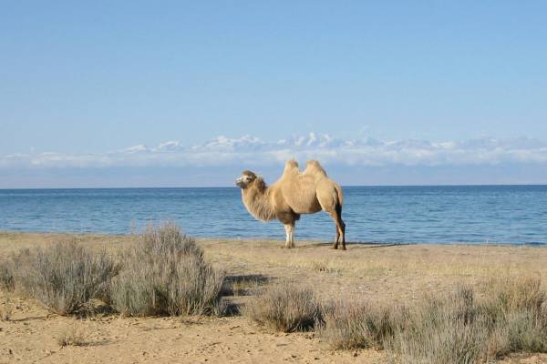 верблюд около озера Иссык-Куль
