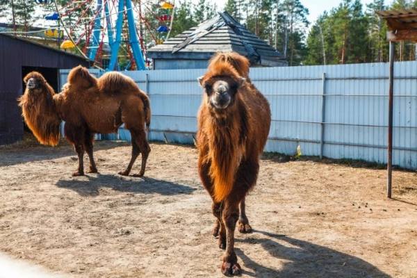 верблюды в Тюменском зоопарке